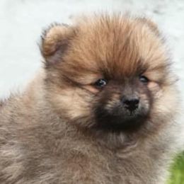 Pomeranians from Upstate Pomeranian