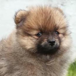 Pomeranians from Upstate Pomeranian