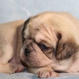 Pug Puppies from darNpugz