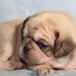 Pug Puppies from darNpugz