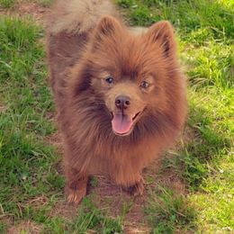 Grizz - Chocolate male Pomeranian puppy in Albany, Oregon from Purrs N Poms