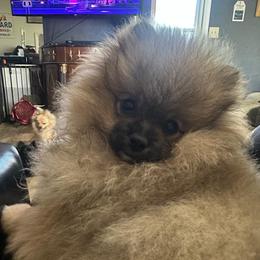 Hudson - Cream sable parti male Pomeranian puppy in Scio, Oregon from Mac Daddy Poms