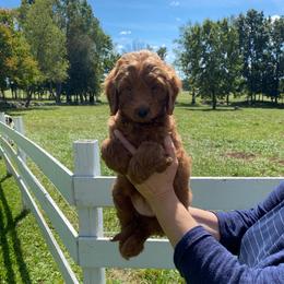 Rosie - Red  female Goldendoodle puppy in Hillsdale, Michigan from My Buddy Ol’ Paws