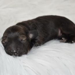Shaded cream sable - Sable female Dachshund puppy in Seminary, Mississippi from Down South Mavericks Dachshunds