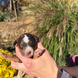 Chocolate tri boy 3 - Chocolate male Assorted Doodle Crosses puppy in Bedford, Pennsylvania from Dans Doodlez