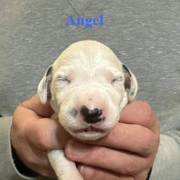 Angel - White and black male Dalmatian puppy in New Jersey from Prestige Dalmatians