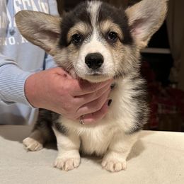 Great Dane and Pembroke Welsh Corgi Puppies from California Dreaming Great Danes & Corgis