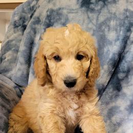 Andy,  lt blue - Apricot male Goldendoodle puppy in Blountsville, Alabama from Southern Charm Goldendoodles