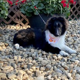 Shetland Sheepdog Puppies from Aral Shelties
