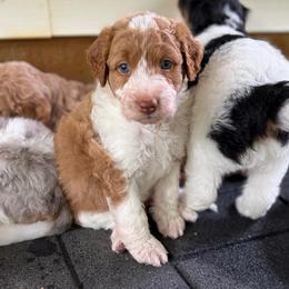 Tillie - Apricot female Aussiedoodle puppy in Holly Springs, North Carolina from Whiskey River Doodles