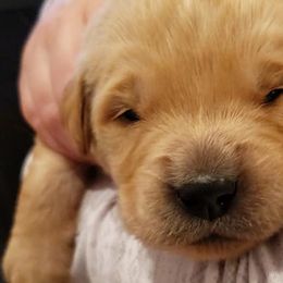 Emerald - Green collar - Golden Retriever puppy in Arlington, Washington from Nagel Farm's