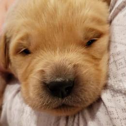 Emerald - Green collar - Golden Retriever puppy in Arlington, Washington from Nagel Farm's