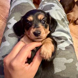 Juliet - Black and tan female Dachshund puppy in Rialto, California from DashiesDachLLC