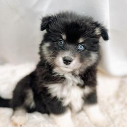Nectar - Black and white male Pomsky puppy in Cleveland, Ohio from Lake Point Pomskies