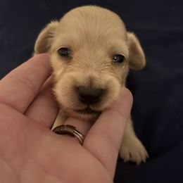 Dachshund Puppies from KT Canines, LLC