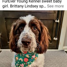 Cockapoo and Poodle Puppies from FurEver Young Kennels