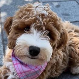 Goldendoodles from Golden Haven