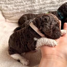 White - Parti female Labradoodle puppy in Chula Vista, California from Coastal Cocoa Labradoodle