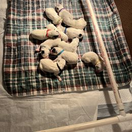 Boy 4 - Australian Cattle Dog puppy in Maryland from Hernwood Heelers & Poodles