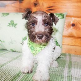 Goldendoodle and Miniature Schnauzer Puppies from Rocking H