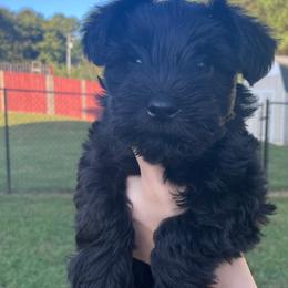 Miniature Schnauzer Puppies from BirBrie's Babies