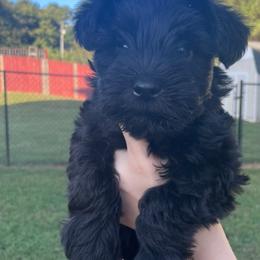Miniature Schnauzer Puppies from BirBrie's Babies