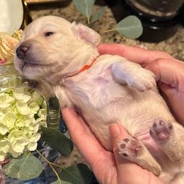 Prince Caspian - Cream male Dachshund puppy in El Cajon, California from Lisa Buxton