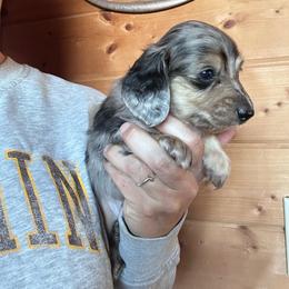 Maui - Dapple male Dachshund puppy in Cheyenne, Wyoming from Great Basin Hounds