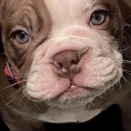 Bulldogs from Hero Bulldogs