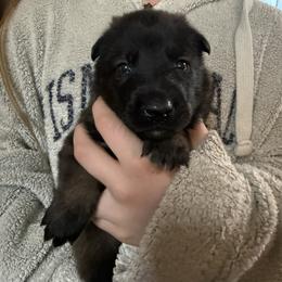 Orange - Fawn sable male Belgian Malinois puppy in Boise, Idaho from Wings of Freedom Retrievers and Malinois