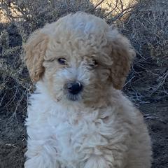 Bernedoodles and Labradoodles from Wild Roots Doodles
