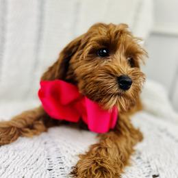 Chloee - Goldendoodle