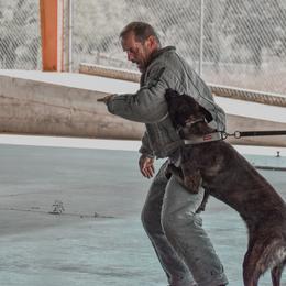 Belgian Malinois and xDutch Shepherd All Grown Up from Alliance K9