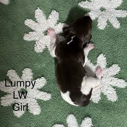 Lumpy - Liver and white female German Shorthaired Pointer puppy in Aitkin, Minnesota from Whispering’s GunDogs