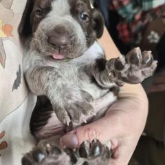 Bracco Italiano and Chihuahua Puppies from Snow Peak Kennel