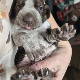 Bracco Italiano and Chihuahua Puppies from Snow Peak Kennel