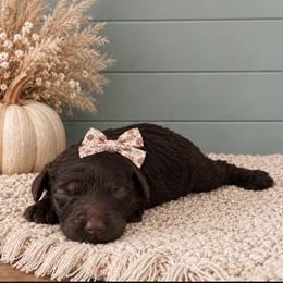 Girl 3 - Chocolate female Goldendoodle puppy in Charlotte, North Carolina from Hopeful Heart Doodles