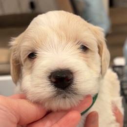 Ace - Parti male Miniature Schnauzer puppy in Corona, California from 92882 Schnauzerville
