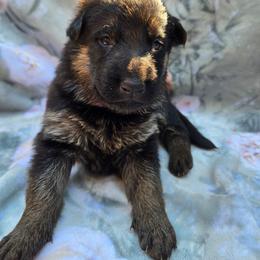 Black and tan female BIRDIE - Black and tan female German Shepherd puppy in Buckfield, Maine from Levesques German Shepherds