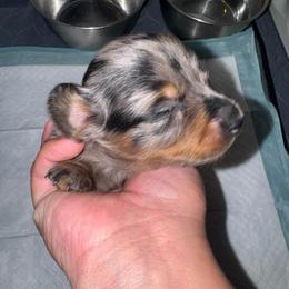 Cookie - Dapple female Dachshund puppy in Magnolia, Texas from J&R Macias Dachshunds