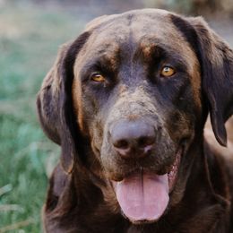 Labrador Retrievers from Luxury Labradors