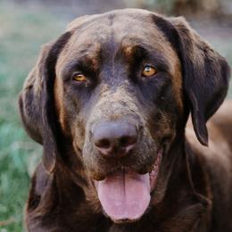 Labrador Retrievers from Luxury Labradors