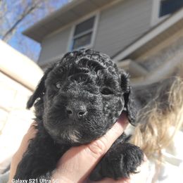 Poodle Puppies from Bobbies poodles