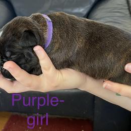 Boxer Puppies from Boxers Von Drachenburg