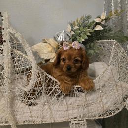 Girl 3 - Red female Cavapoo puppy in Washington from Mt.BakerPoodles&Doodles