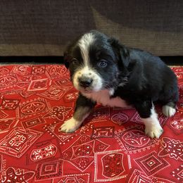 "BamBam-Male-Black Tri-$500" Australian Shepherd Puppies from 101 Aussies