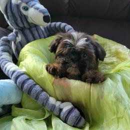 BR'ER Bear - Tricolor male Shih Tzu puppy in Cartersville, Georgia from 100 Acre Woods Shih Tzu Plantation