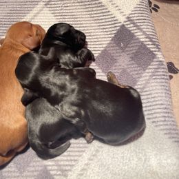 Cavalier King Charles Spaniels, Cavapoos, and Poodles from Melissa's East End Cavaliers