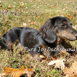 Mav - Dachshund