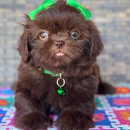 Muffin - Chocolate female Shih Tzu puppy in San Tan Valley, Arizona from My Puppy Tzu
